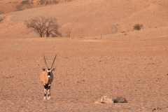 07-aug-Bushmans-Desert-Camp-2