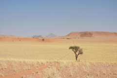 07-aug-Bushmans-Desert-Camp-25