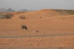 07-aug-Bushmans-Desert-Camp-3