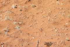 07-aug-Bushmans-Desert-Camp-30