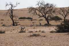 07-aug-Bushmans-Desert-Camp-32