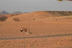 07-aug-Bushmans-Desert-Camp-4