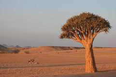 07-aug-Bushmans-Desert-Camp-5