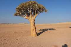 07-aug-Bushmans-Desert-Camp-7