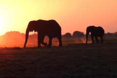 19-aug-river-cruise-Chobe-10