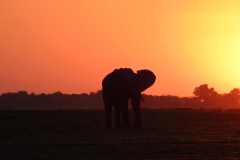 19-aug-river-cruise-Chobe-11