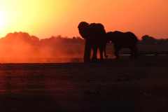 19-aug-river-cruise-Chobe-13