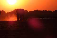 19-aug-river-cruise-Chobe-17