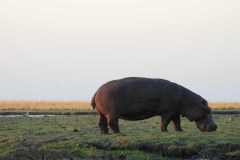 19-aug-river-cruise-Chobe-19