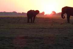 19-aug-river-cruise-Chobe-2