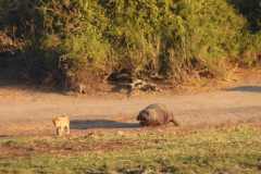 19-aug-river-cruise-Chobe-22