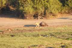 19-aug-river-cruise-Chobe-23