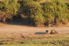 19-aug-river-cruise-Chobe-24