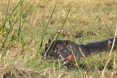 19-aug-river-cruise-Chobe-29