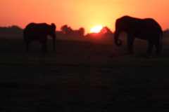 19-aug-river-cruise-Chobe-3