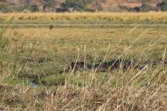 19-aug-river-cruise-Chobe-30