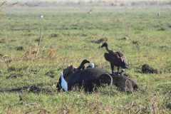 19-aug-river-cruise-Chobe-31