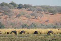 19-aug-river-cruise-Chobe-32