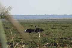 19-aug-river-cruise-Chobe-34