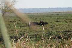 19-aug-river-cruise-Chobe-35