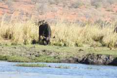 19-aug-river-cruise-Chobe-41