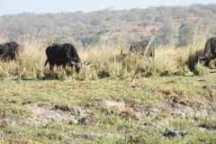 19-aug-river-cruise-Chobe-42