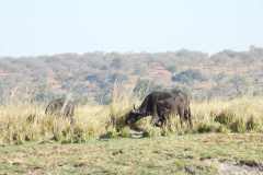 19-aug-river-cruise-Chobe-43