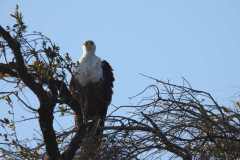 19-aug-river-cruise-Chobe-47