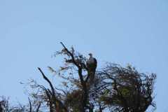 19-aug-river-cruise-Chobe-48