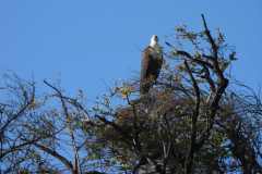 19-aug-river-cruise-Chobe-49