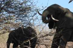 19-aug-river-cruise-Chobe-50