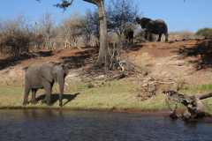 19-aug-river-cruise-Chobe-51