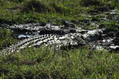 19-aug-river-cruise-Chobe-52