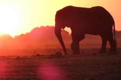 19-aug-river-cruise-Chobe-6