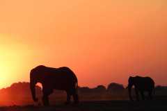 19-aug-river-cruise-Chobe-8