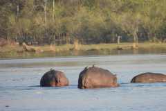 24-aug-Okavango-10