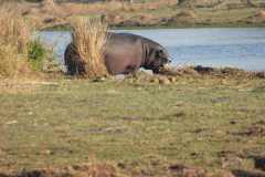 24-aug-Okavango-18