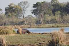 24-aug-Okavango-19