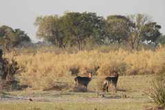 24-aug-Okavango-2