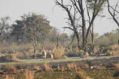 24-aug-Okavango-3