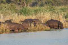 24-aug-Okavango-4