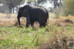 24-aug-Okavango-45