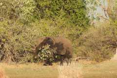 24-aug-Okavango-6