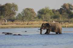 24-aug-Okavango-7