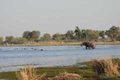 24-aug-Okavango-9