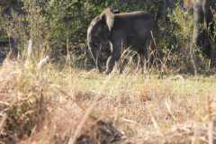 25-aug-Okavango-11