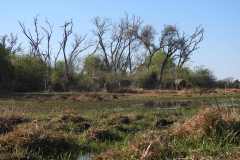 25-aug-Okavango-13