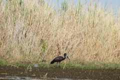 25-aug-Okavango-3