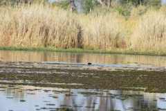 25-aug-Okavango-4