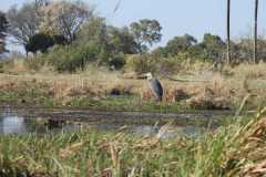 25-aug-Okavango-5